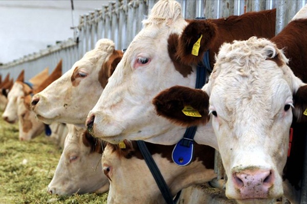 Türkiye'nin 'et ve süt deposu' Van oluyor