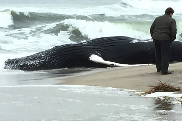 Karaya vuran balinanın midesinden 40 kilo plastik çıktı