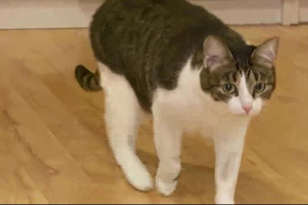 Moskova'da kedi yasası