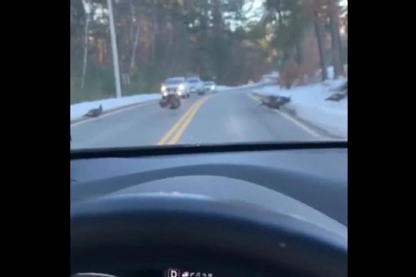 Anne hindi, trafiği durdurup yavrularının karşıdan karşıya geçmesini sağlıyor