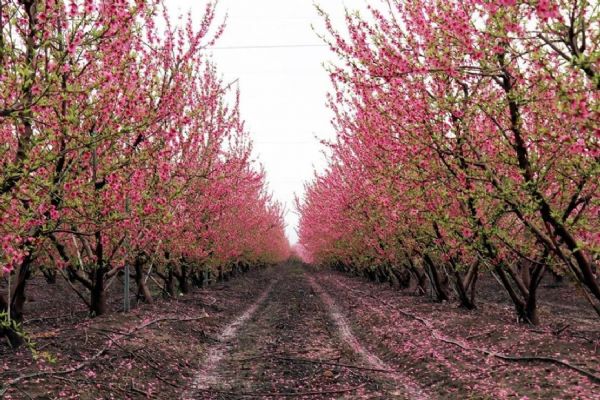 Amik Ovası'nda renk cümbüşü