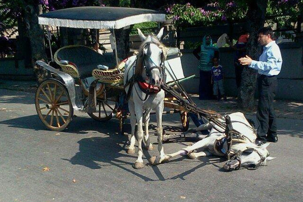 CHP Adalar Belediye Başkan adayı Erdem Gül 'Faytoncuların yanındayız' dedi, hayvanseverler tepkili