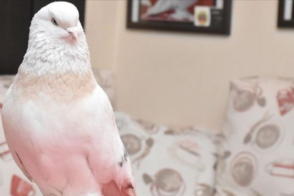 Şebap güvercinler dünyaya tanıtılacak