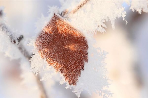 Meteorolojiden 4 il için zirai don ve çığ uyarısı