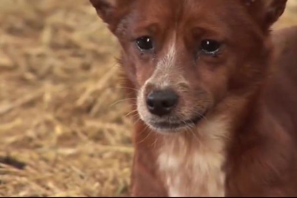 Köpek, dostu için gözyaşı döktü