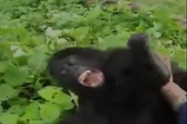 Sevimli gorilin eğlenceli anları kameraya böyle yansıdı