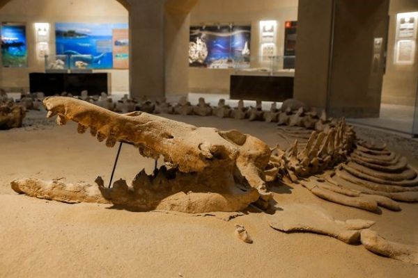 Mısır çölünde 40 milyon yıllık balina fosili bulundu