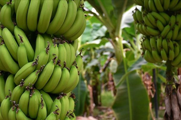 Maldivler'e Türk muzu