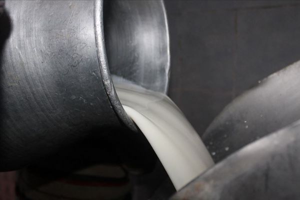 Çiğ süt destek ödemeleri başlıyor