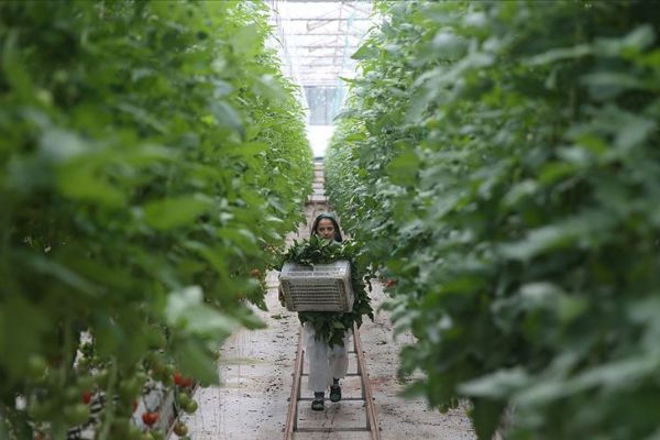Yabancı sera yatırımcıları rotayı Şanlıurfa'ya çevirdi