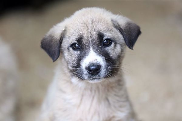 Meclis, hayvan hakları için mesai yapacak