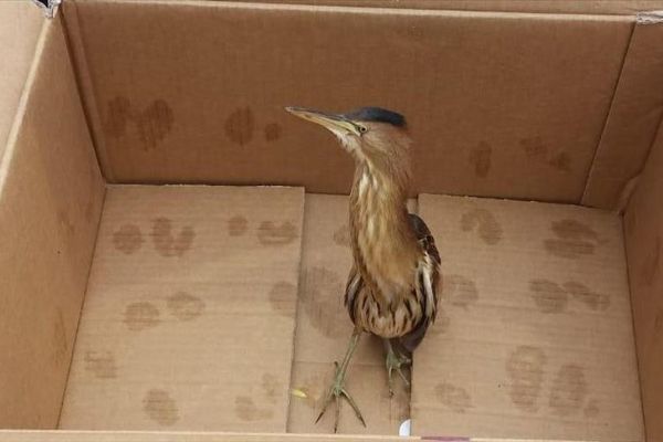 Hint gölet balıkçıl kuşu cezaevine düştü