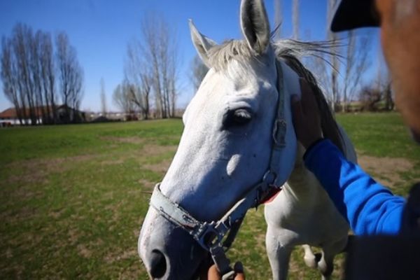 Geleceğin 'şampiyon tayları' burada yetişiyor