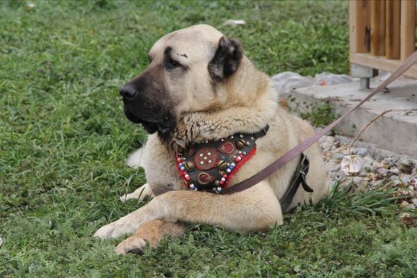 40 ilden 300 Çoban Köpeği yarıştı