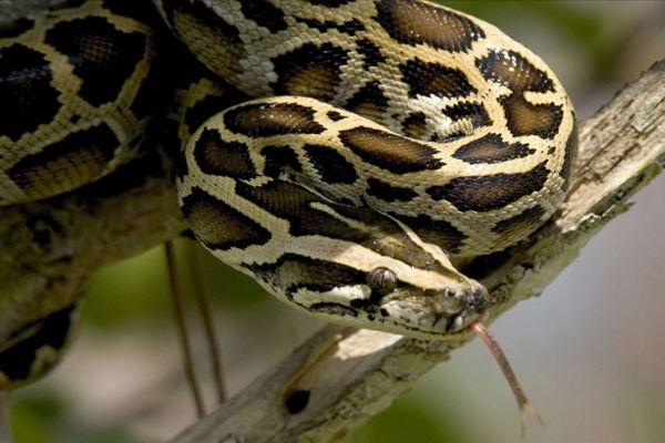 ABD'de 5,2 metre uzunluğunda piton yakalandı