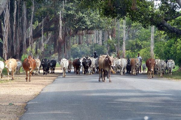Hindistan'da inek eti sattığı iddia edilen Müslüman'a saldırı