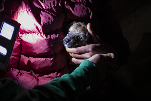 Ankara'da sokak köpeklerini zehirleyen 3 kişi serbest bırakıldı