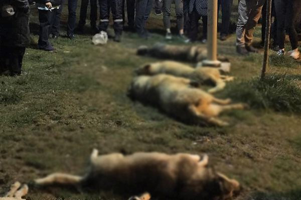 Ankara'daki köpek katliamı! Savcı serbest bırakmalara itiraz etti