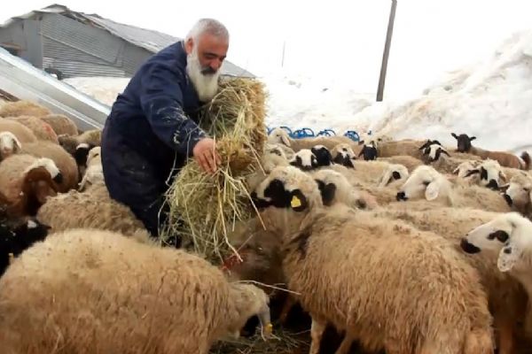 Metropolden sıkılıp çocukluk hayalini köyünde gerçekleştirdi