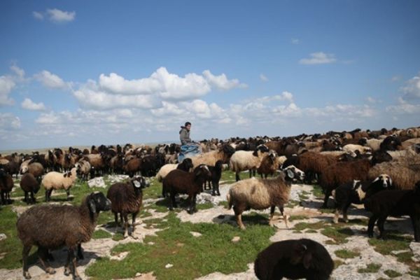 Göçerlerin renkli ve yorucu ilkbahar mesaisi
