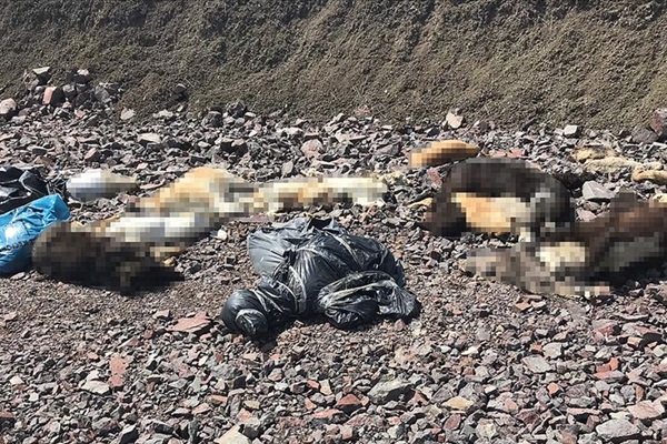 Çubuk'ta onlarca sokak köpeğinin ölüsü bulundu
