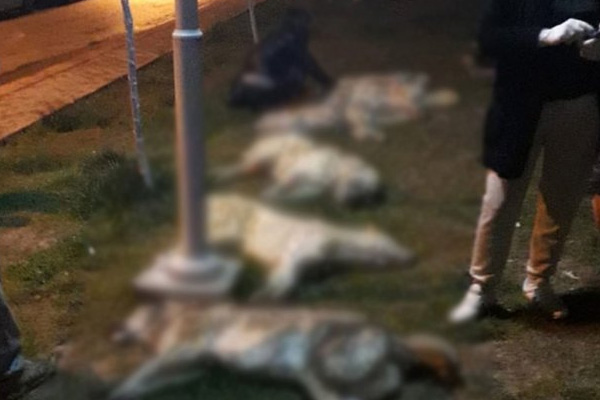 Köpek katliamcılarının tutuklanması talebi reddedildi