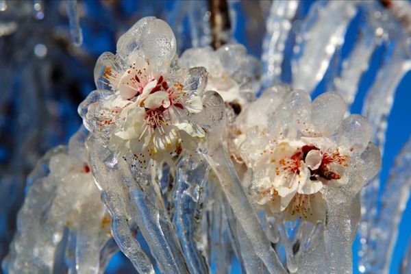 Meteorolojiden 9 il için 'zirai don' uyarısı