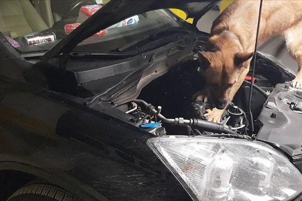 Otomobile mıknatısla gizlenen 57,6 kilogram eroin ele geçirildi