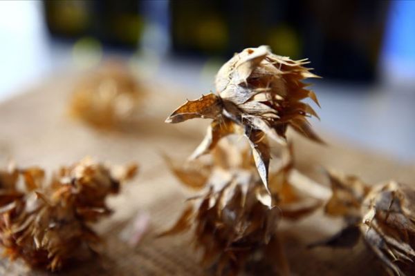 'Aspirin getirisi buğdayın 3 katı'