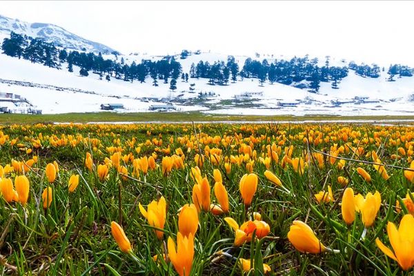 Karla kaplı Toroslar çiğdemlerle bir başka güzel