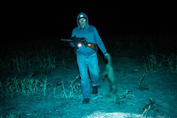 Avustralya 2 milyon kediyi öldürmek istiyor