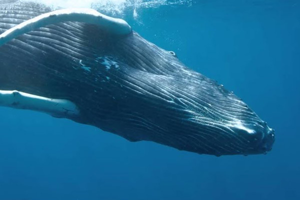 Norveç kıyılarında 'casus balina' paniği: Ruslara ait olabilir