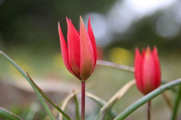 Bu laleyi koparmanın cezası 60 bin lira