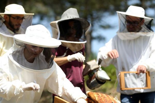Arıcılar rotalarını arı zehrine çevirecek