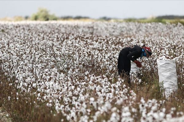 Pamuk üretiminde rekor beklentisi