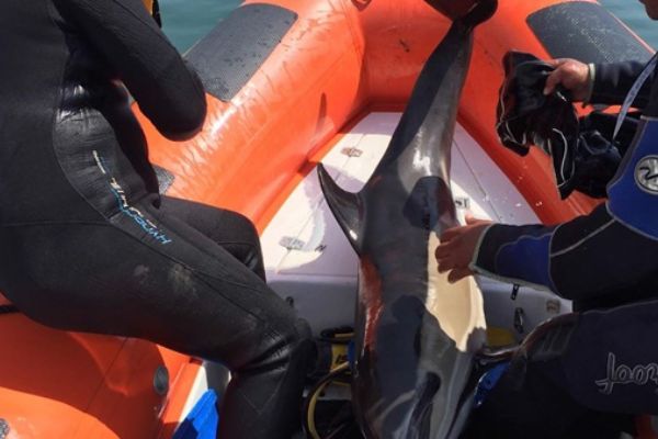 Sığ suda sıkışan yunus botla kurtarıldı