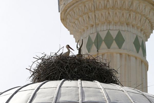 19 yıldır aynı caminin kubbesine yuva yapıyorlar