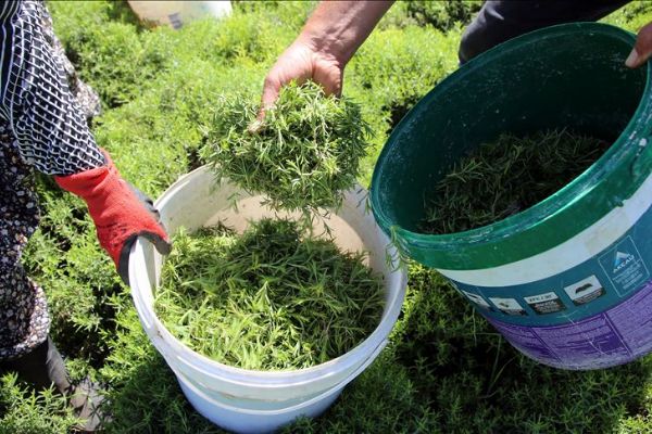 Lezzet ve şifa deposu zahter geçim kaynağı oldu