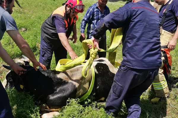 Kuyuya düşen ineği itfaiye kurtardı
