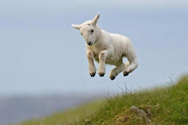 Türk Veteriner Hekimler Birliği Başkanı: Erken kuzu kesimi önlenmeli