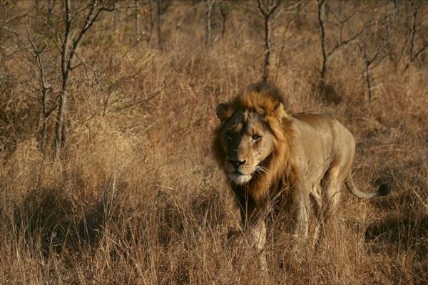 Kamerun'da kenti kaçak aslan korkusu sardı