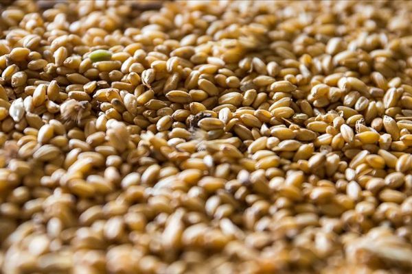 Hububatçılardan Latin Amerika'ya ihracat atağı