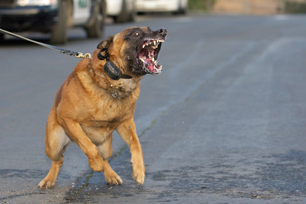Ankara Belediyesi, köpeklerin öldürdüğü İranlının yakınlarına tazminat ödeyecek