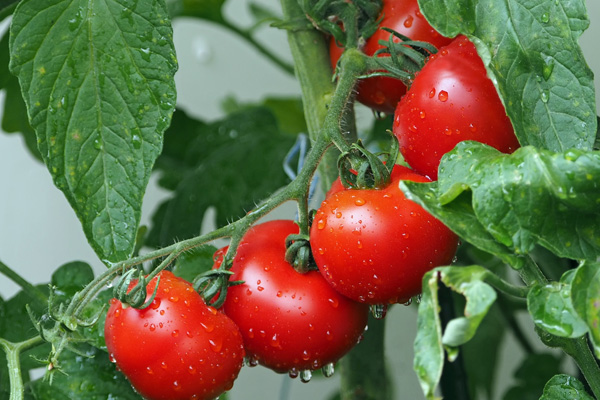 Rusya, 51 ton domatesi Türkiye'ye iade etti