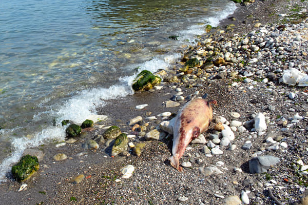 Zonguldak'ta ölü yunuslar karaya vurdu