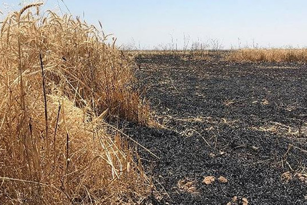 Irak'ta 40 bin dönüm tarım arazisi kül oldu