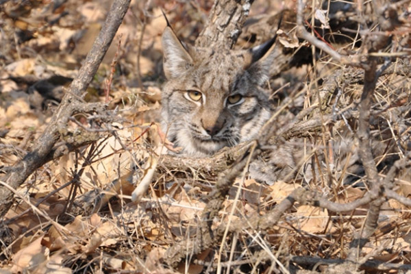 Tunceli'de köylüler 'vaşak' buldu