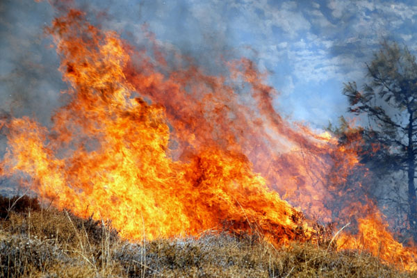 Aydın'da orman yangını