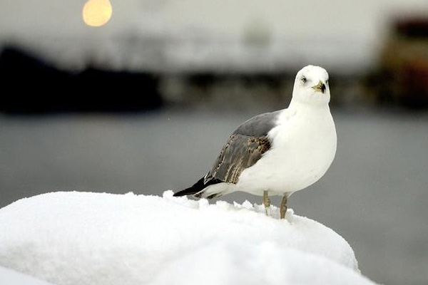 Son 24 yılın en karlı günü yaşandı