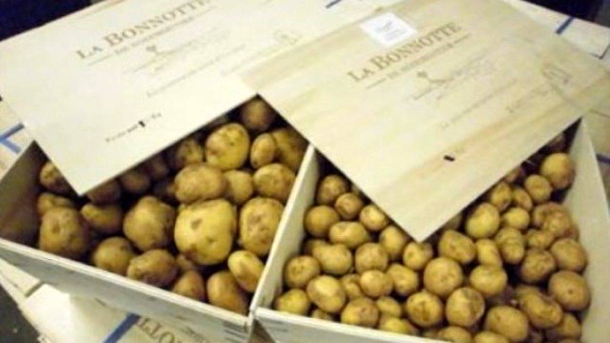 Bu patatesin kilosu 700 dolar